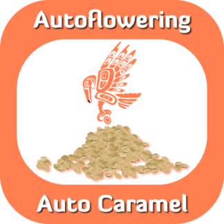 Autoflowering Auto Caramel seeds