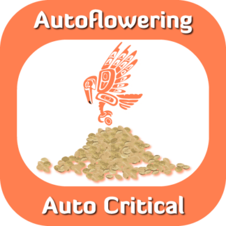 Autoflowering Auto Critical seeds