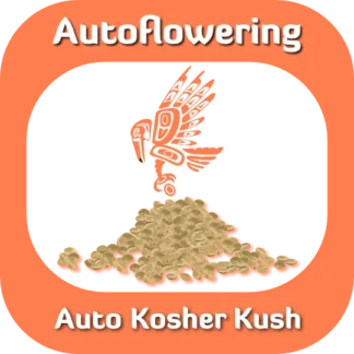 Autoflower Auto Kosher Kush seeds