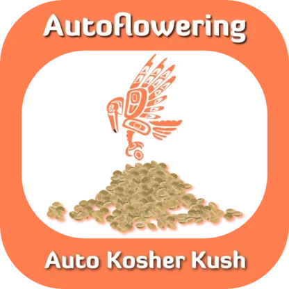 Autoflower Auto Kosher Kush seeds