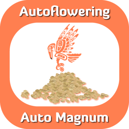 Autoflowering Auto Magnum seeds