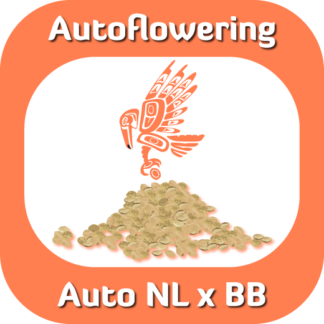 Autoflowering Auto NL x BB seeds