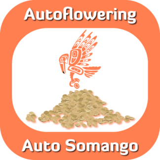 Autoflowering Auto Somango seeds