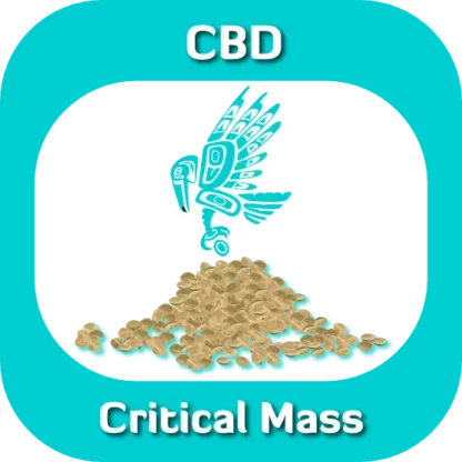 CBD Critical Mass seeds