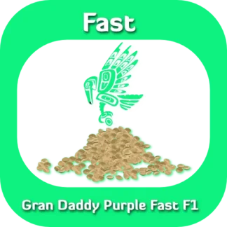 Fast F1 Grand Daddy Purple seeds