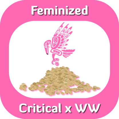 Feminized Critical x WW seeds