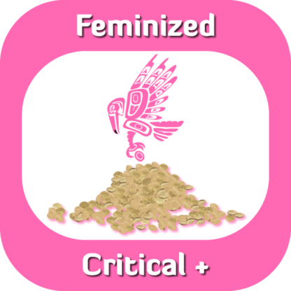 Feminized Critical + seeds