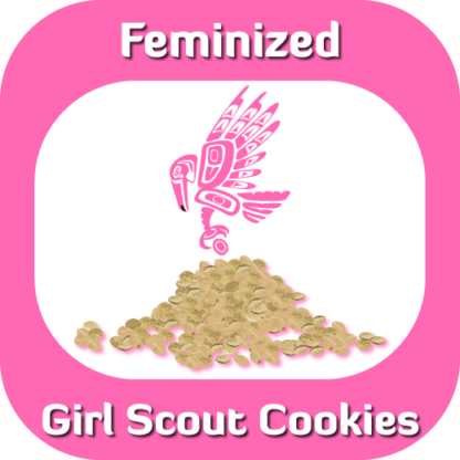 Feminized Girl Scout Cookies seeds