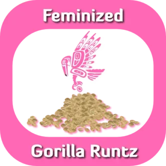 Feminized Gorilla Runtz seeds