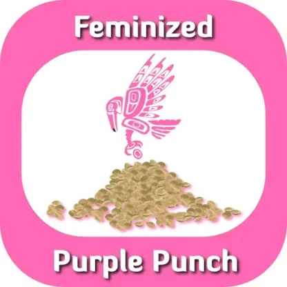 Feminized Purple Punch seeds