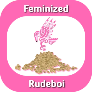 Feminized Rudeboi seeds