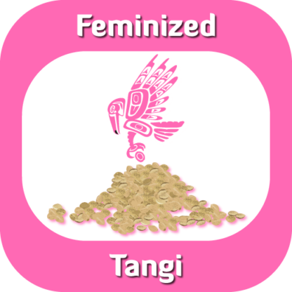 Feminized Tangi seeds