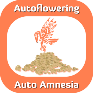 Autoflowering Auto Amnesia seeds