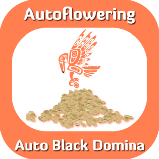 Autoflowering Auto Black Domina seeds