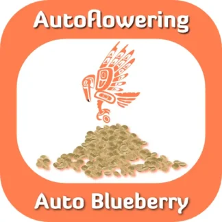 Autoflowering Auto Blueberry seeds