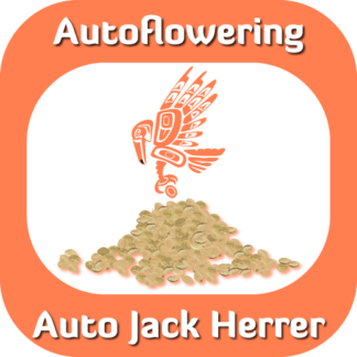 Autoflowering Auto Jack Herrer seeds