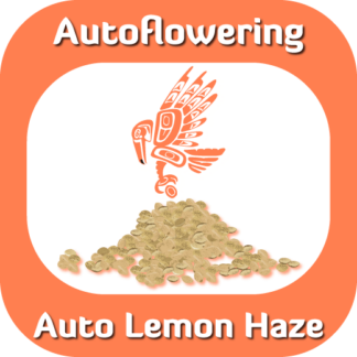 Autoflowering Auto Lemon Haze seeds