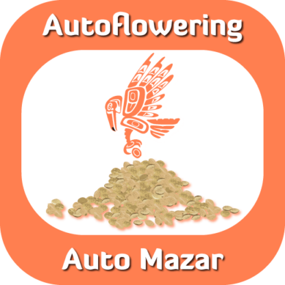 Autoflowering Auto Mazar seeds