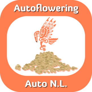 Autoflowering Auto NL seeds