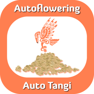 Autoflowering Auto Tangi seeds