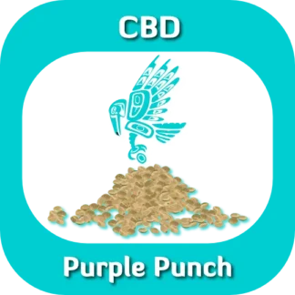 CBD Purple Punch seeds