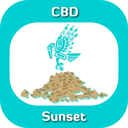 CBD Sunset seeds