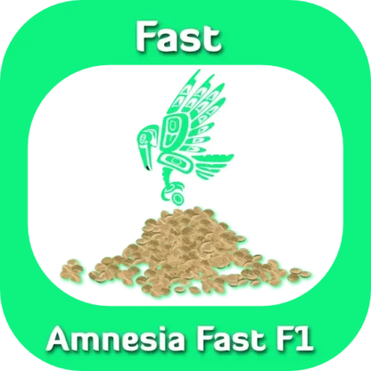 Fast F1 Amnesia seeds