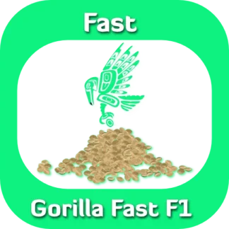 Fast F1 Gorilla seeds
