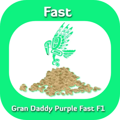 Fast F1 Grand Daddy Purple seeds
