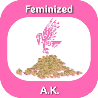 Feminized AK seeds