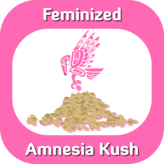 Feminized Amnesia Kush seeds