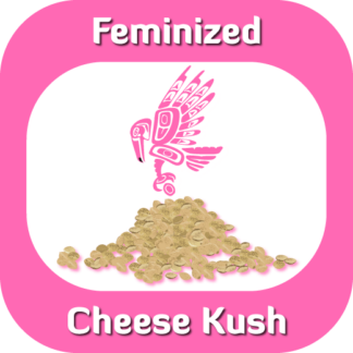 Feminized Cheese Kush seeds