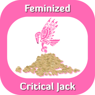 Feminized Critical Jack seeds