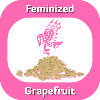 Feminized Grapefruit seeds