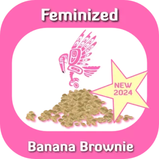 Feminized Banana Brownie seeds