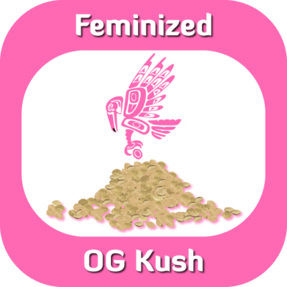 Feminized OG Kush seeds