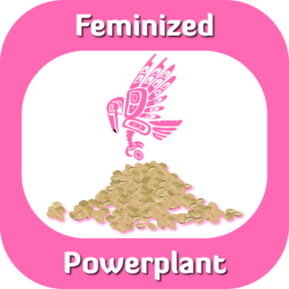 Feminized Powerplant seeds